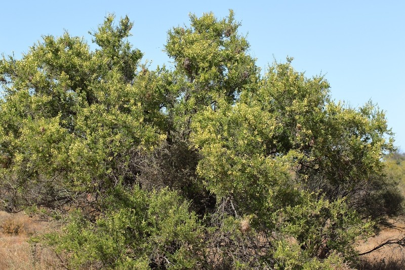 Acacia cuspidifolia photo 3