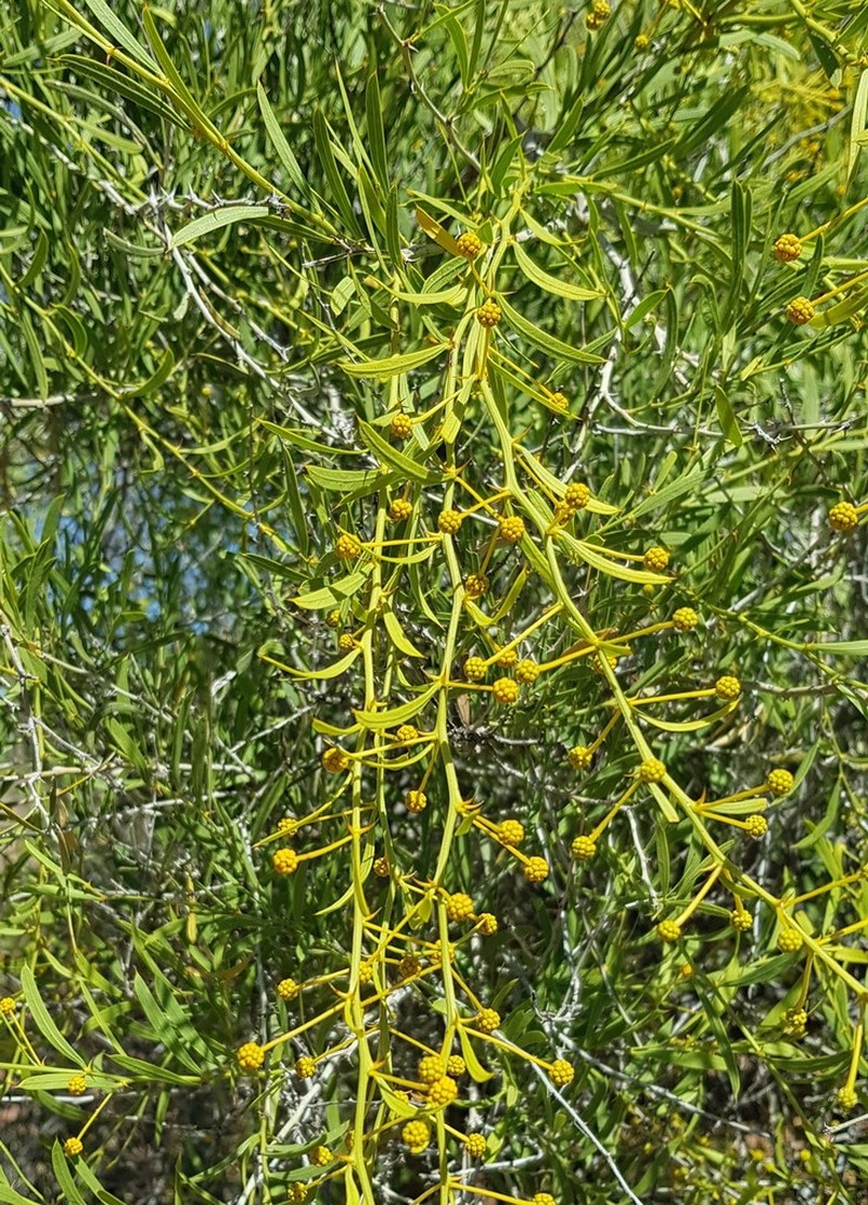 Acacia cuspidifolia photo 4