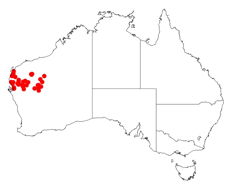 Acacia cuspidifolia