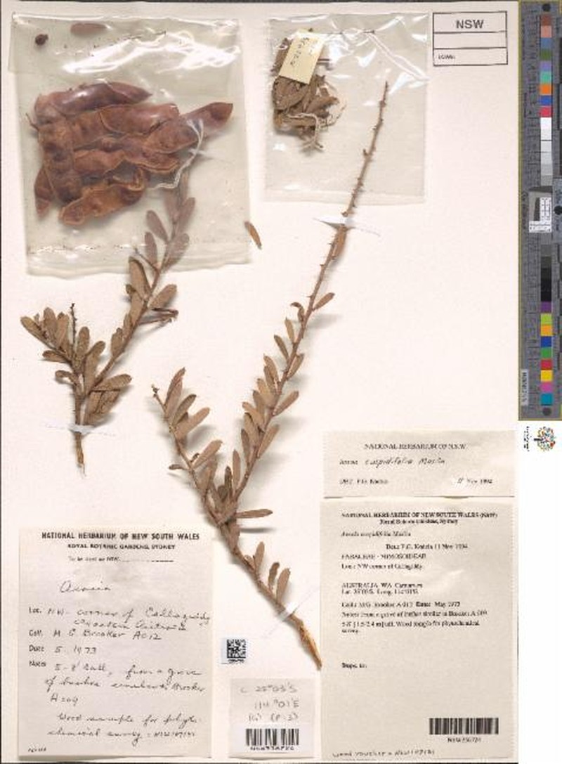 Acacia cuspidifolia photo 2