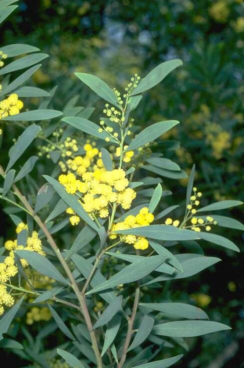 Acacia cuthbertsonii