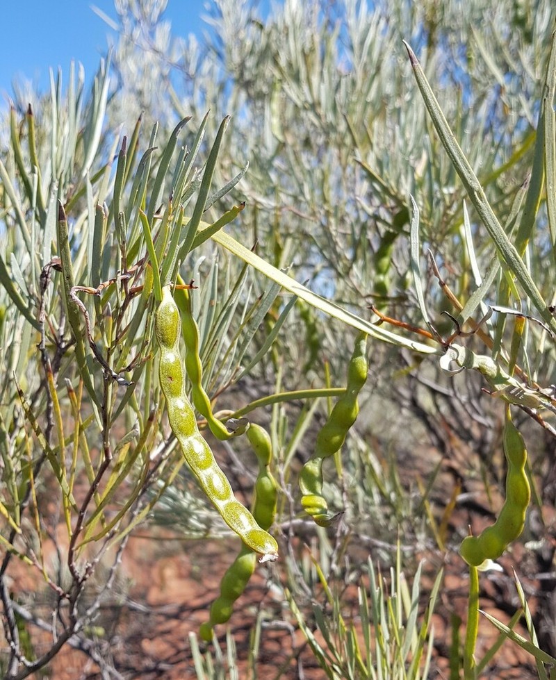 Acacia cuthbertsonii photo 2