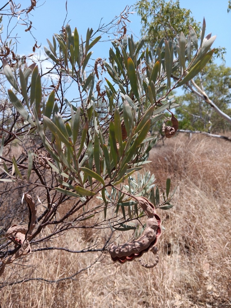 Acacia cuthbertsonii photo 3