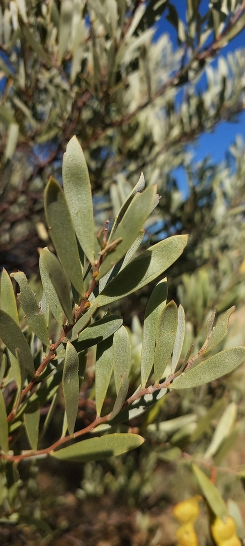 Acacia cuthbertsonii photo 4
