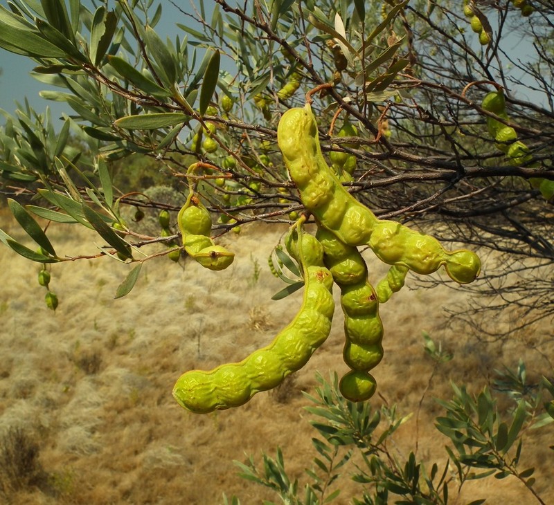 Acacia cuthbertsonii photo 5