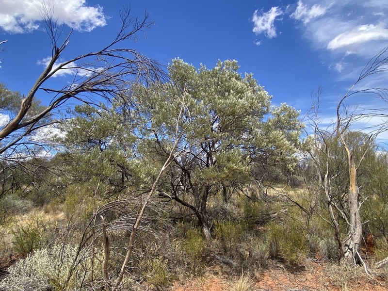 Acacia cuthbertsonii photo 6