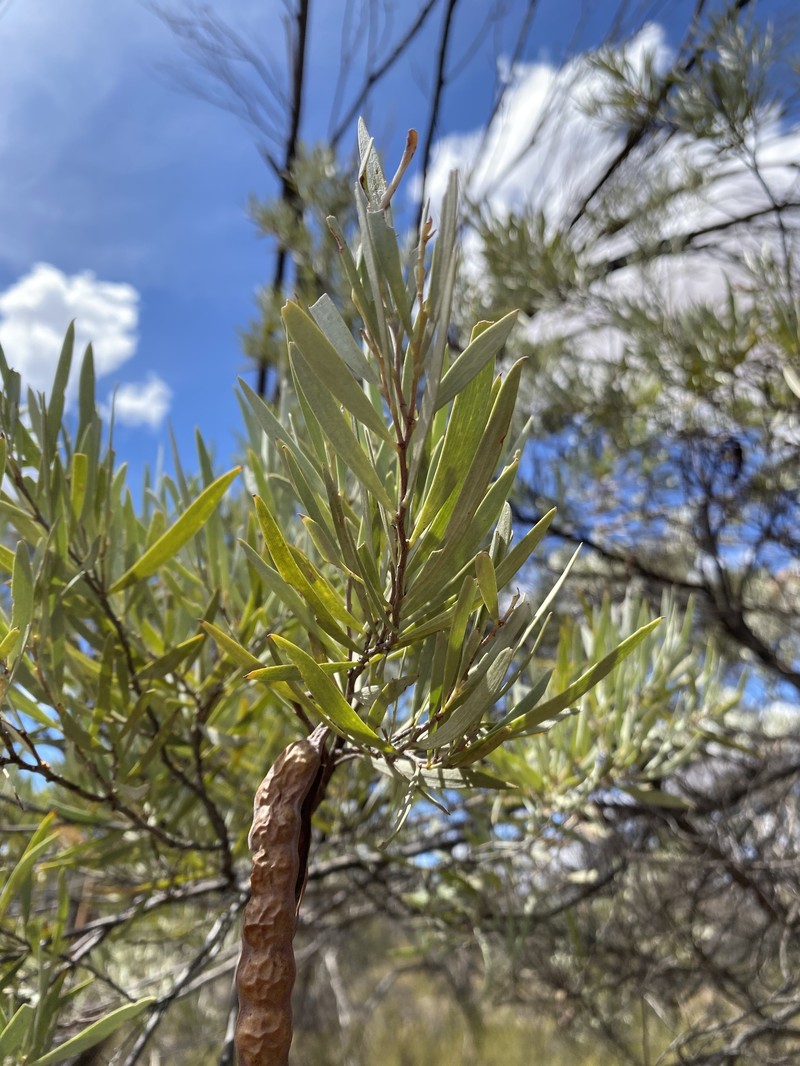 Acacia cuthbertsonii photo 7