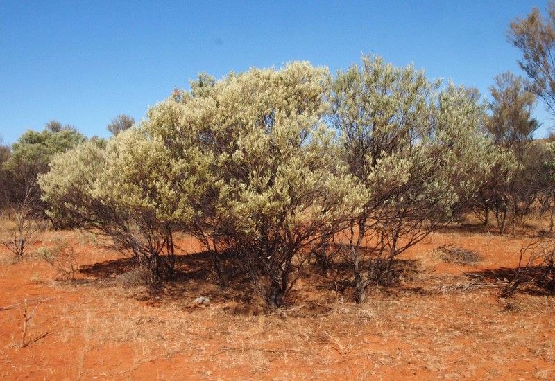 Acacia cuthbertsonii photo 8