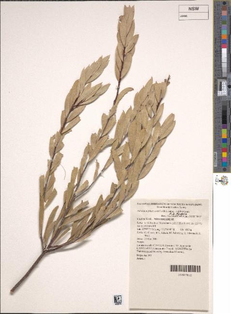 Acacia cuthbertsonii subsp. cuthbertsonii photo 2