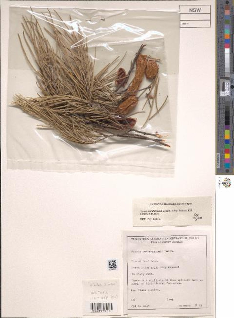 Acacia cuthbertsonii subsp. linearis photo 2