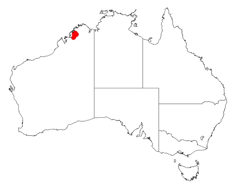 Acacia cyclocarpa