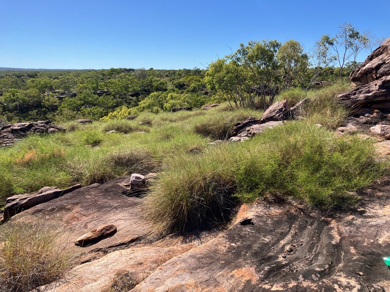 Acacia cyclocarpa photo 2