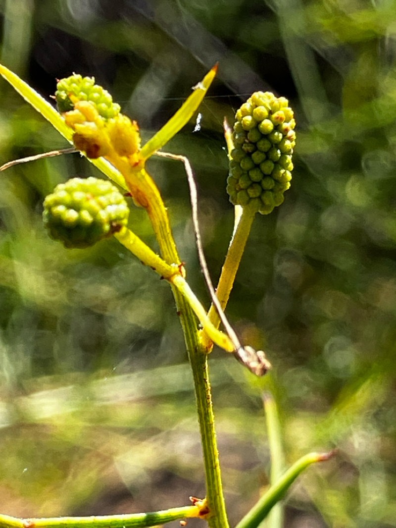 Acacia cyclocarpa photo 3