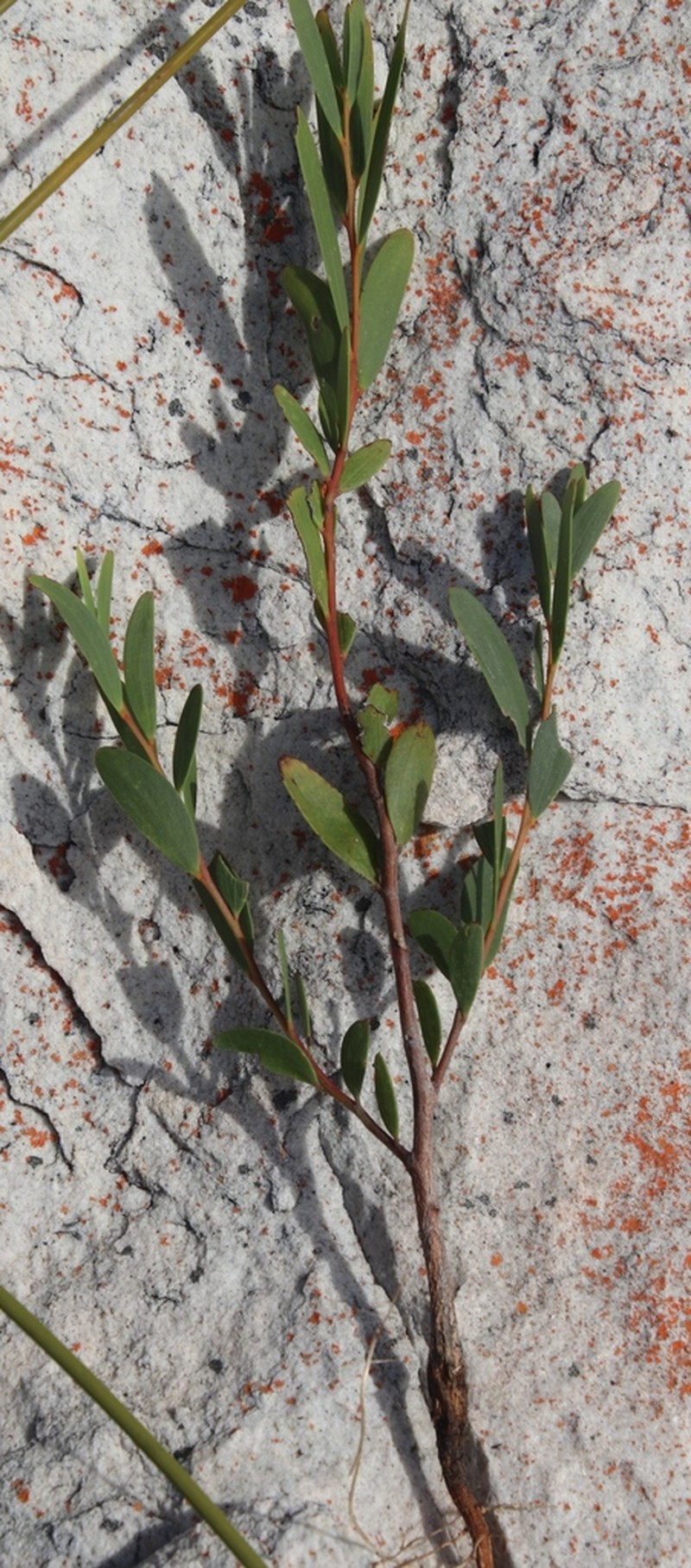 Coastal Wattle photo 5