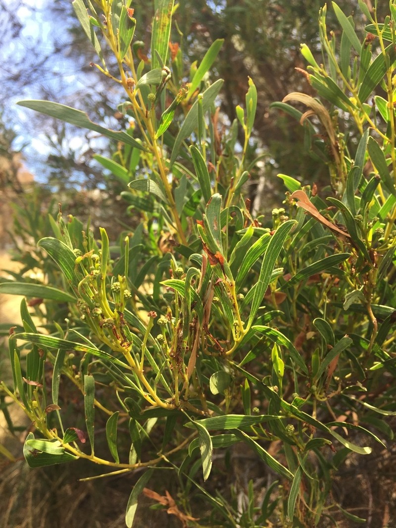 Coastal Wattle photo 6