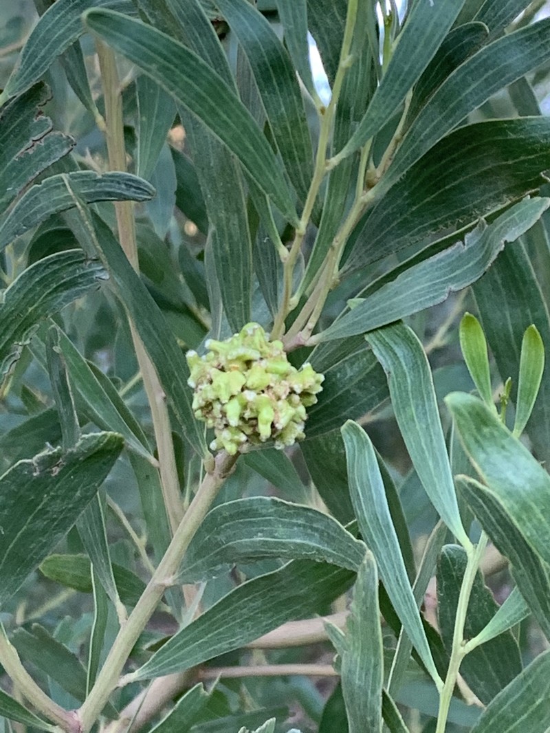 Coastal Wattle photo 3