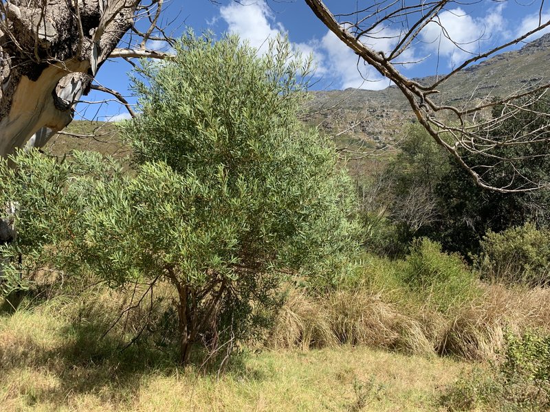 Coastal Wattle photo 7