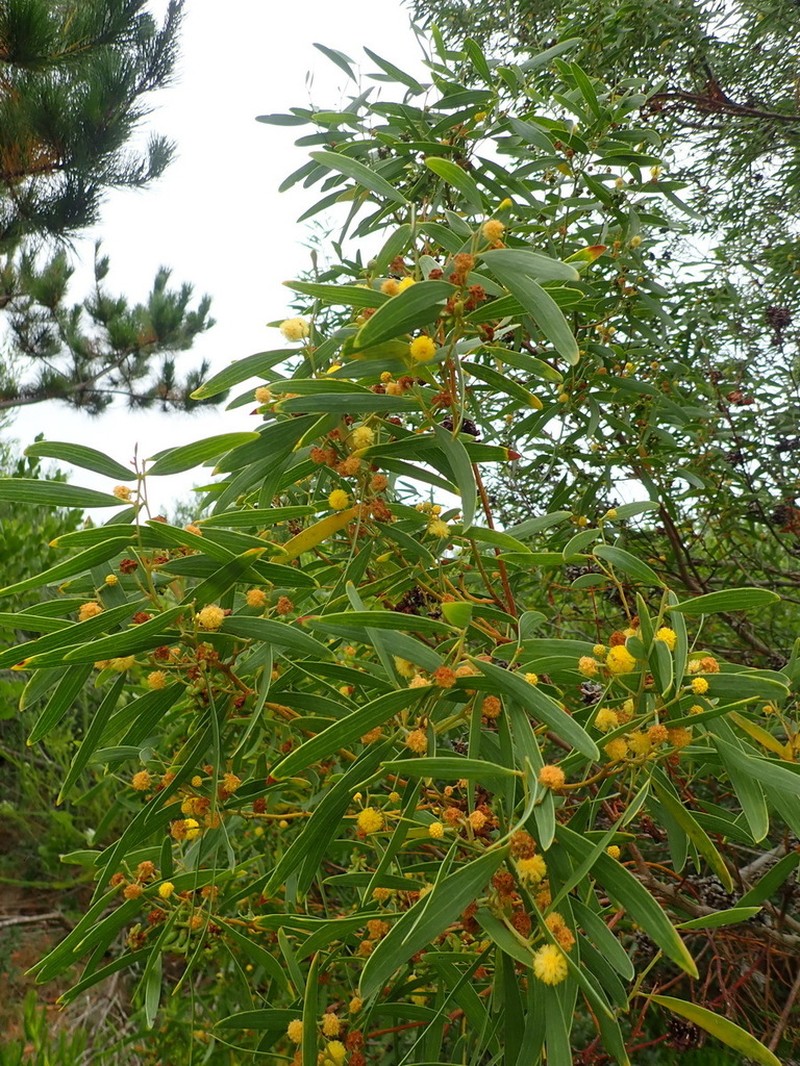 Coastal Wattle