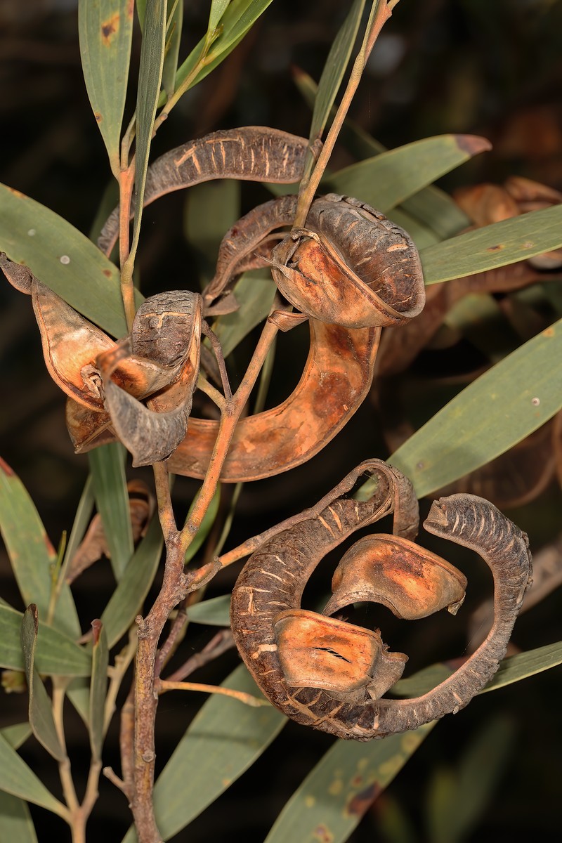 Coastal Wattle photo 5