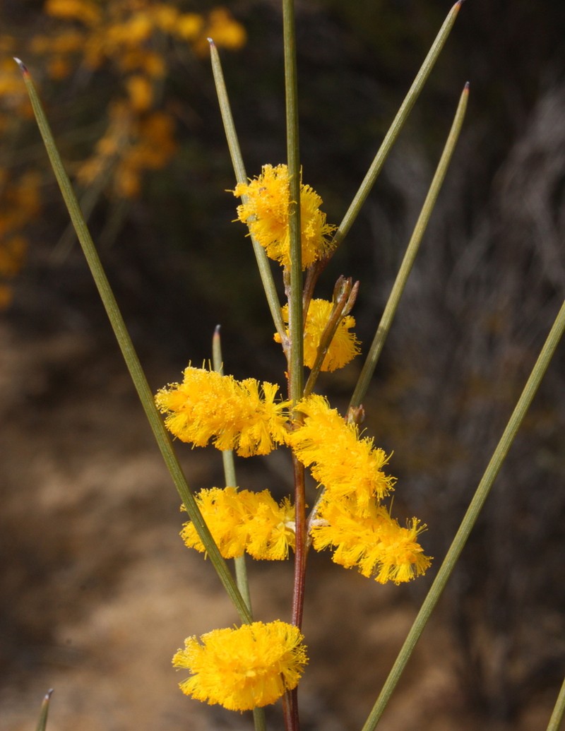 Acacia cylindrica photo 4
