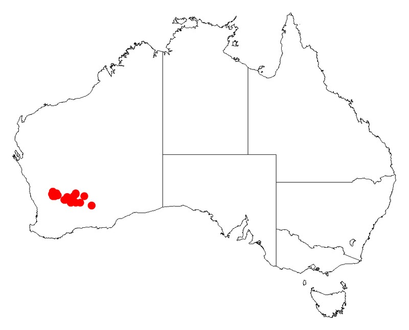 Acacia cylindrica
