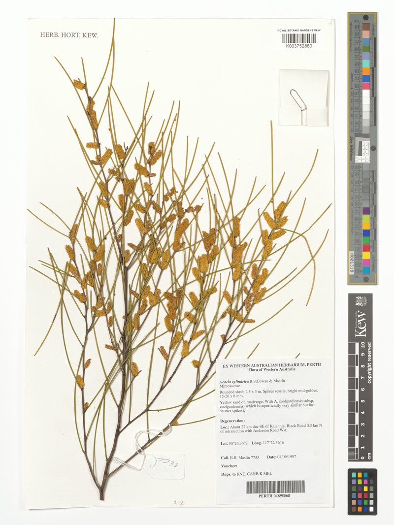 Acacia cylindrica photo 2