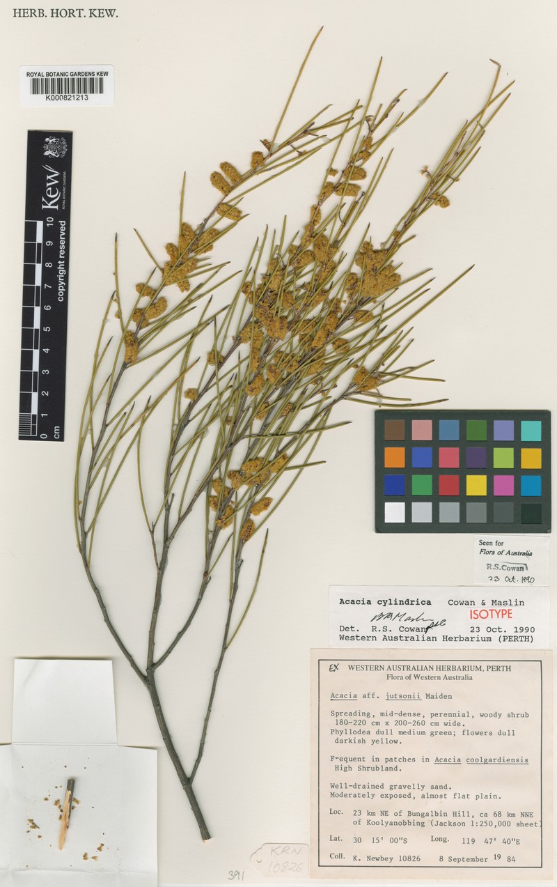 Acacia cylindrica photo 3