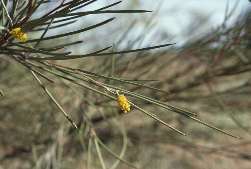 Acacia cyperophylla