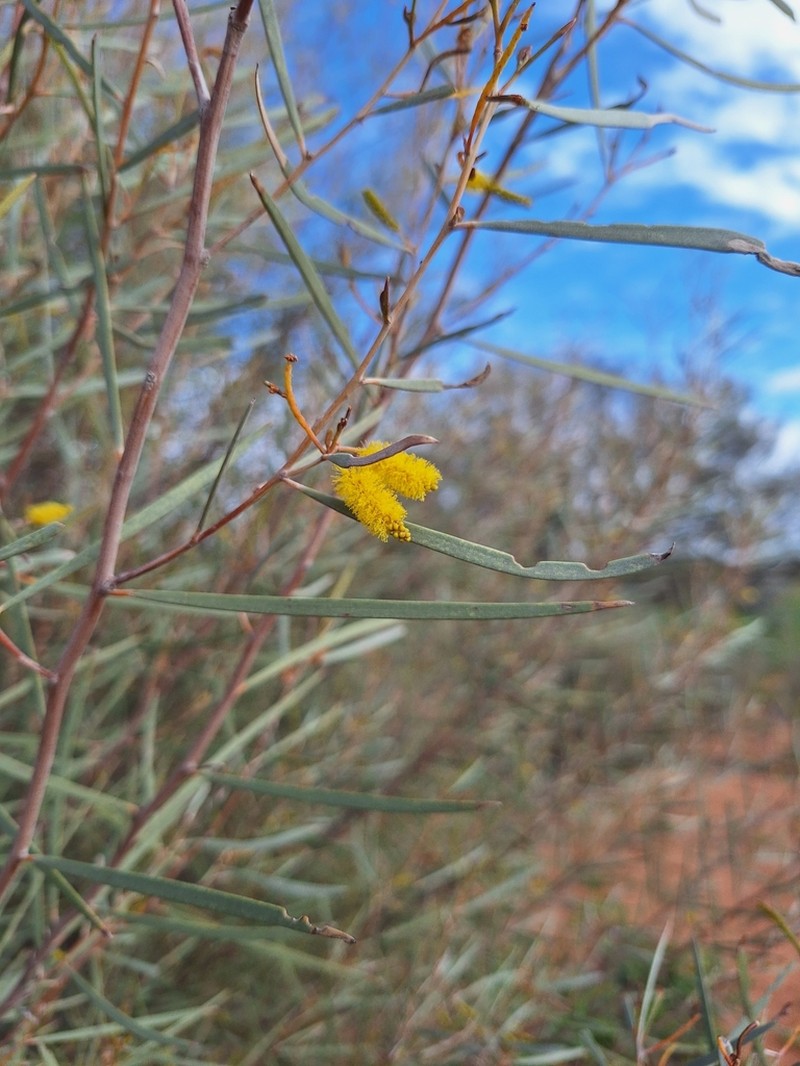 Acacia cyperophylla photo 3