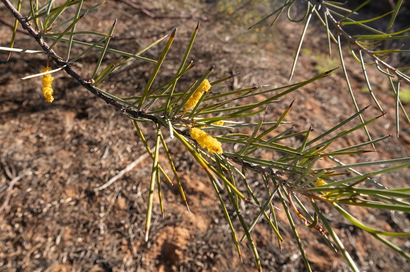 Acacia cyperophylla photo 4