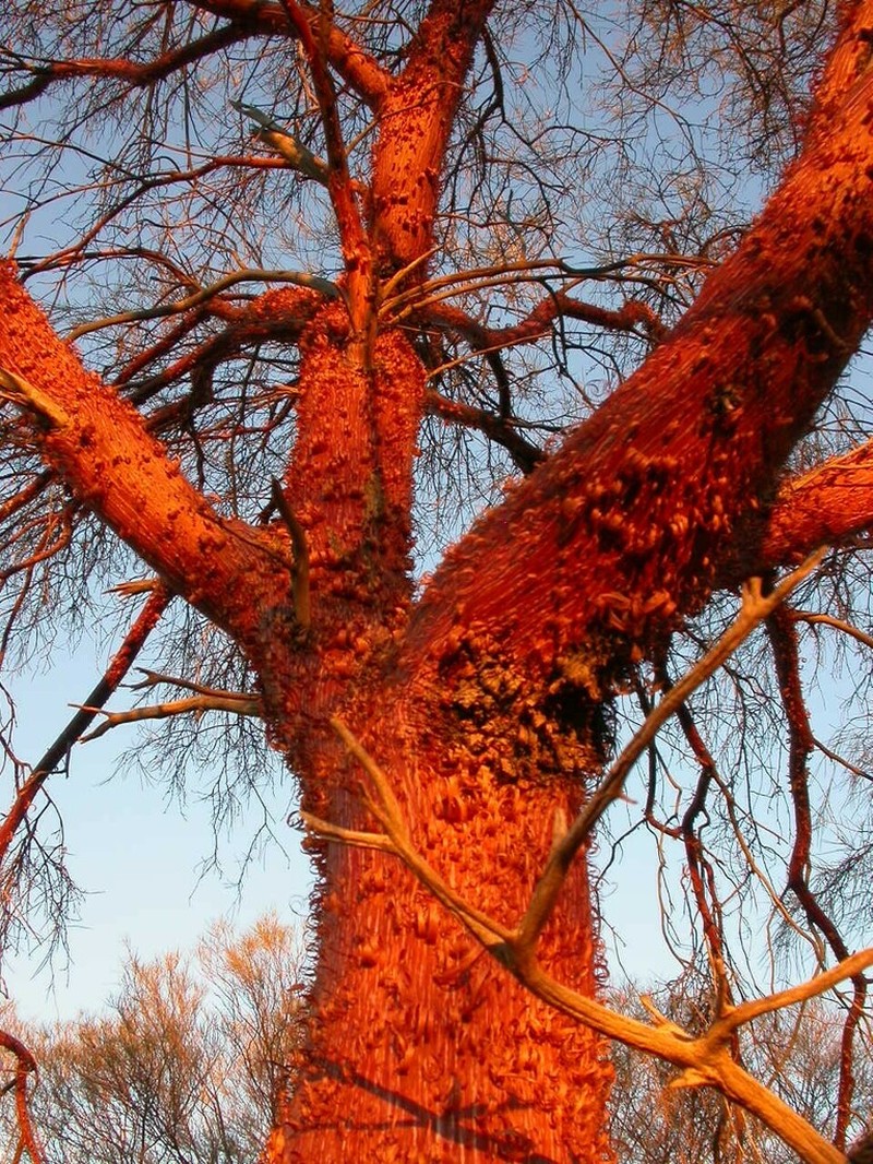 Acacia cyperophylla photo 6