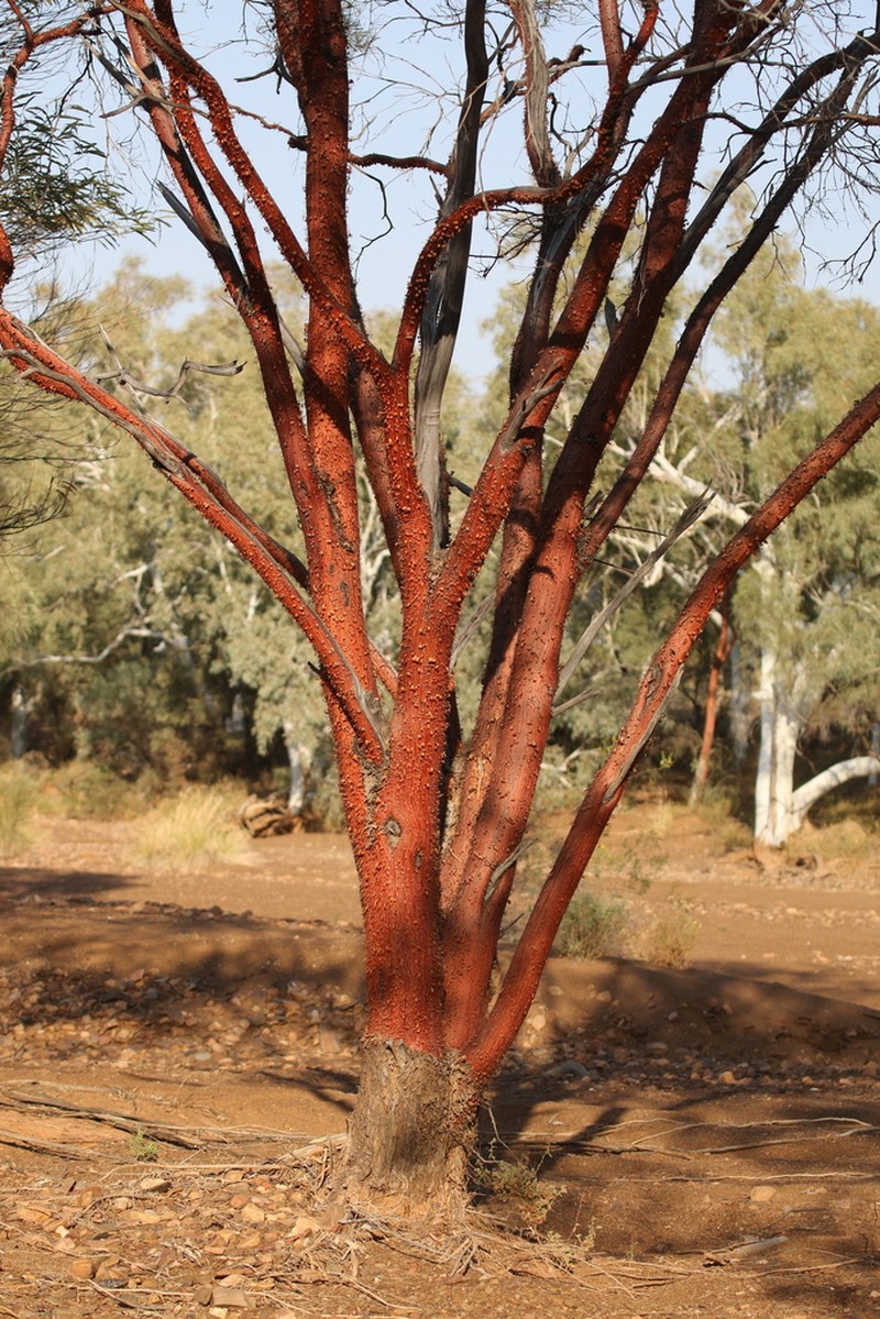 Acacia cyperophylla photo 7