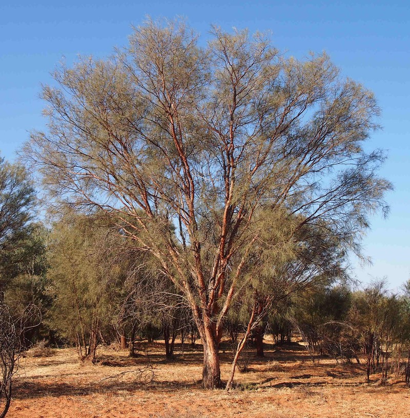 Acacia cyperophylla photo 8