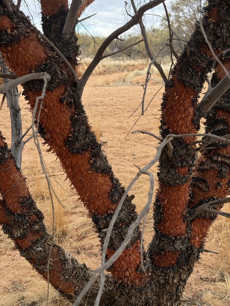 Acacia cyperophylla var. cyperophylla