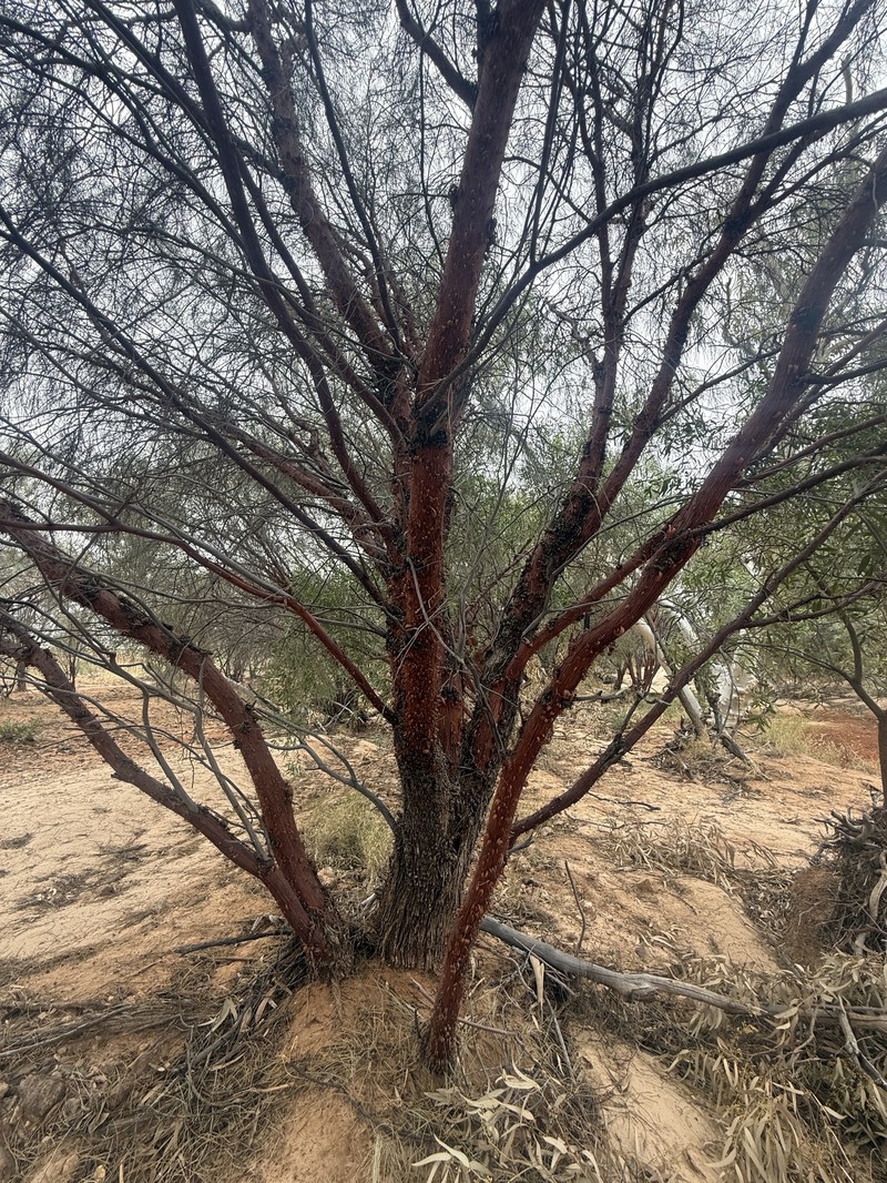 Acacia cyperophylla var. cyperophylla photo 2