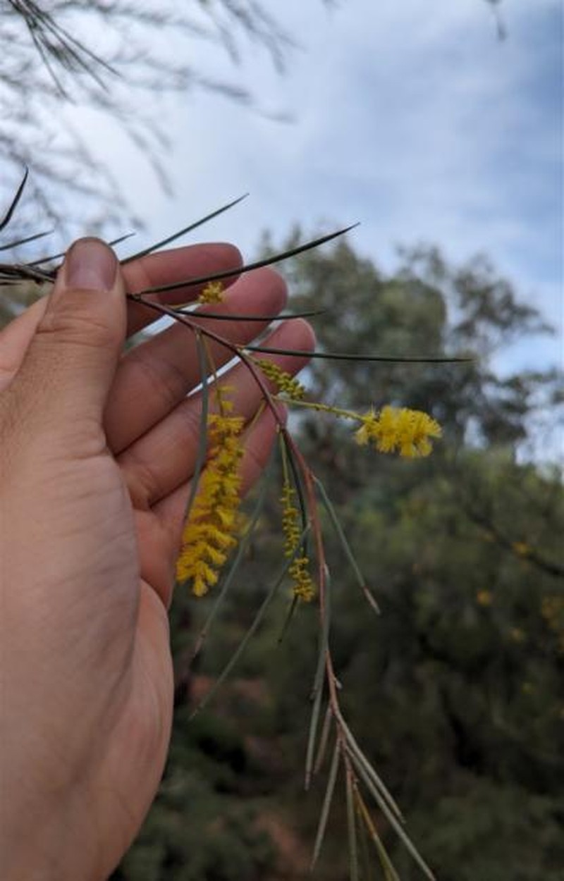 Acacia cyperophylla var. cyperophylla photo 3