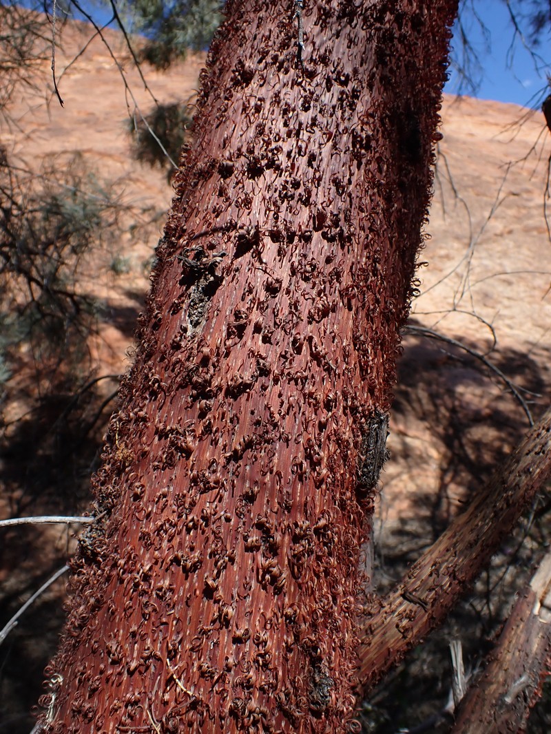 Acacia cyperophylla var. cyperophylla photo 4