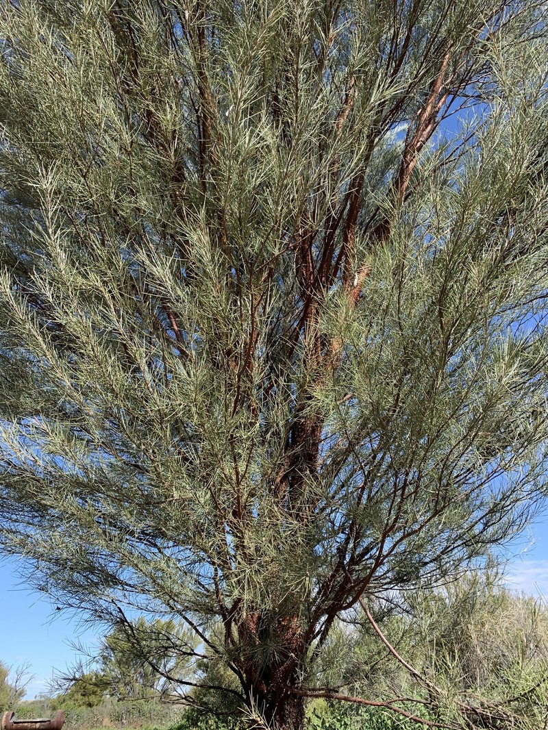 Acacia cyperophylla var. cyperophylla photo 5