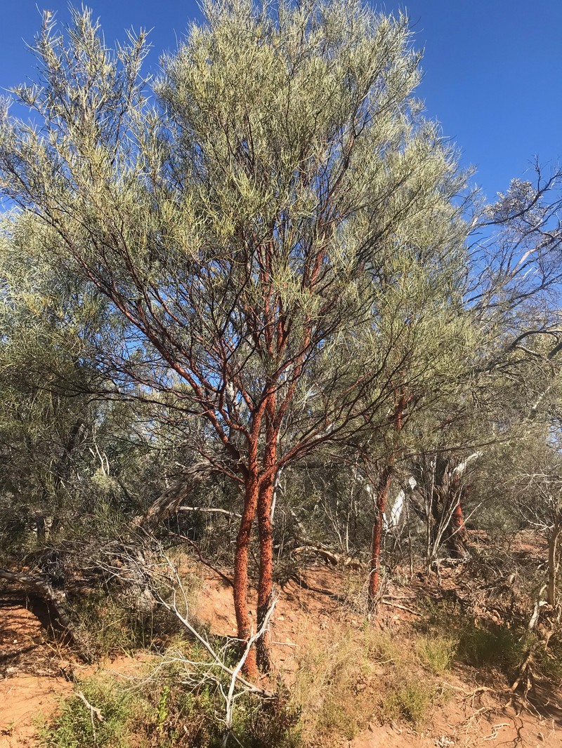 Acacia cyperophylla var. cyperophylla photo 6