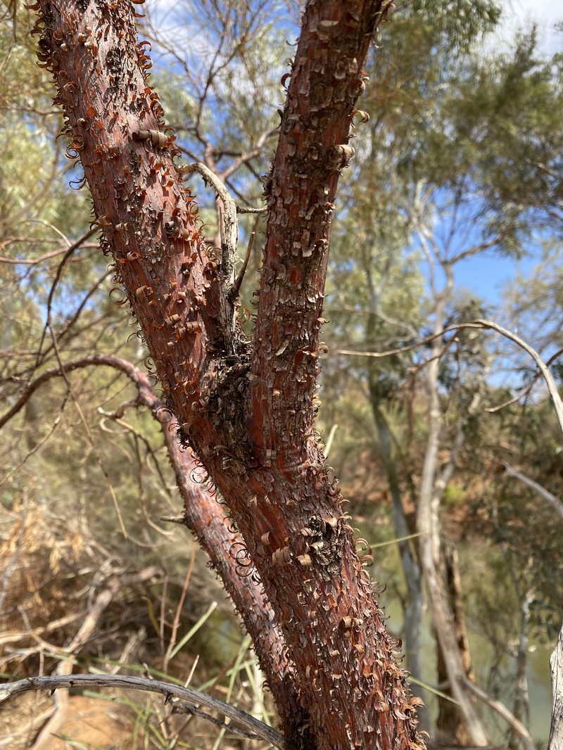 Acacia cyperophylla var. cyperophylla photo 8