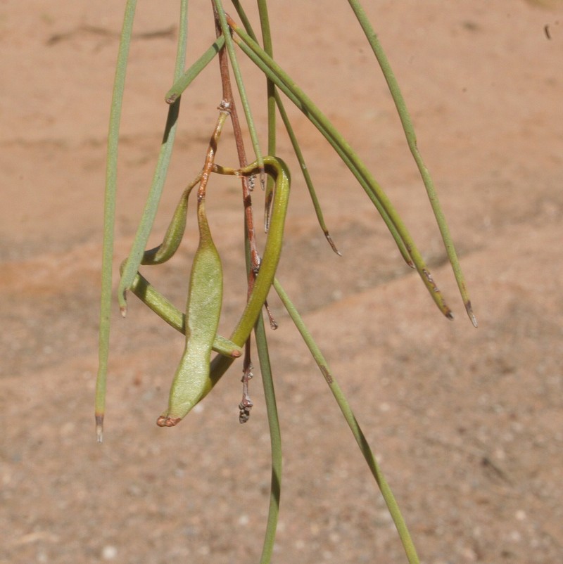 Acacia cyperophylla var. omearana photo 2