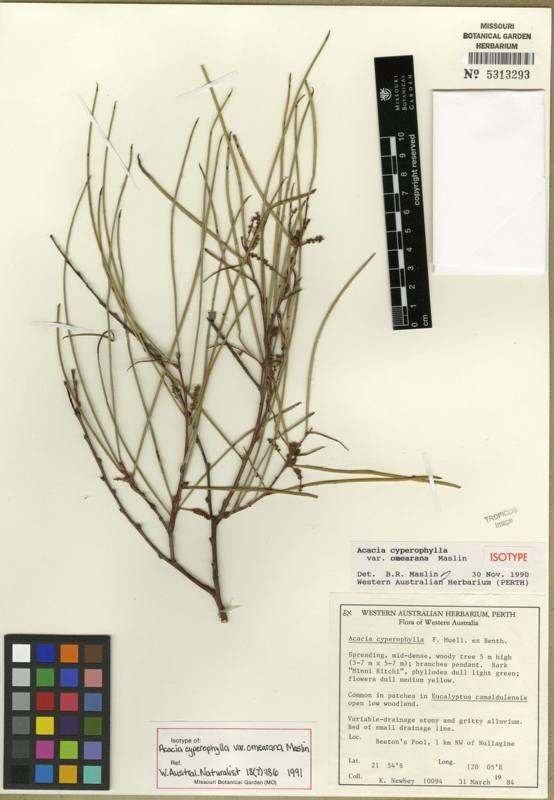 Acacia cyperophylla var. omearana photo 3