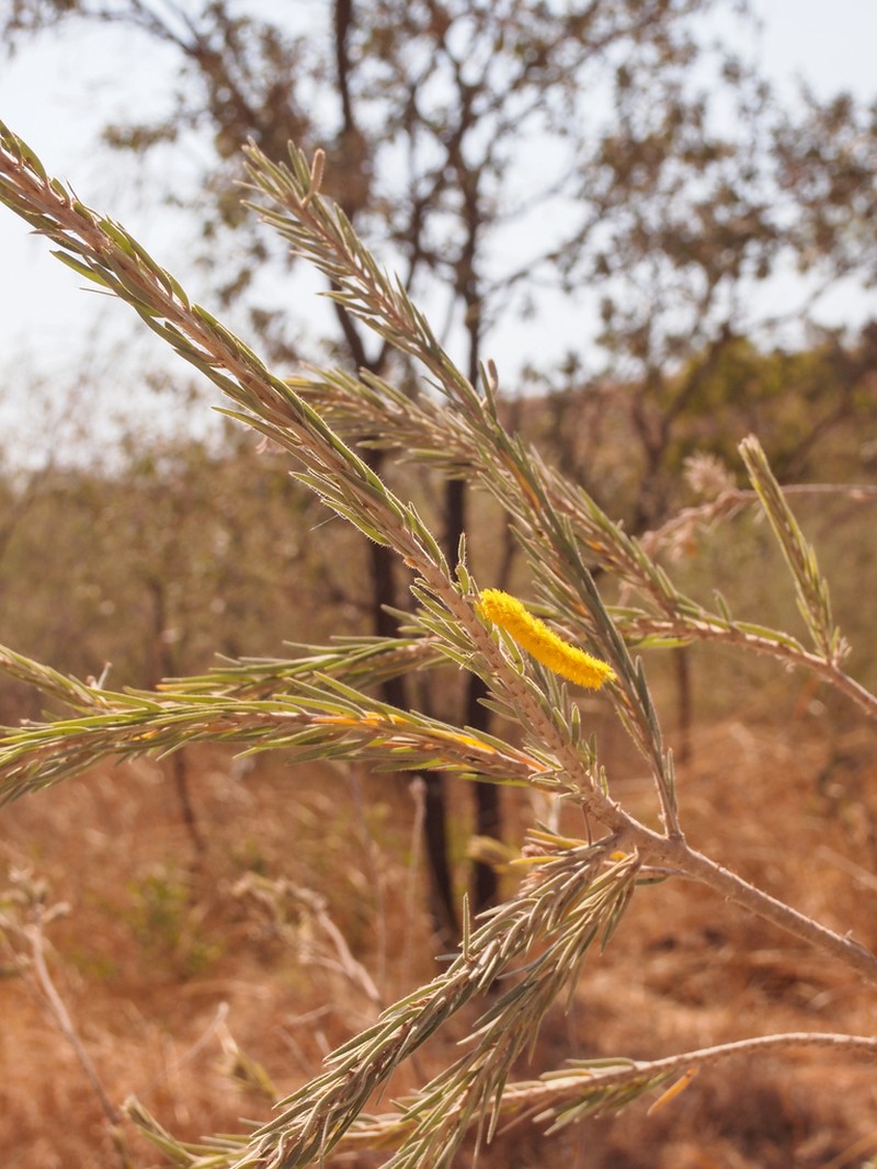 Acacia dacrydioides photo 3