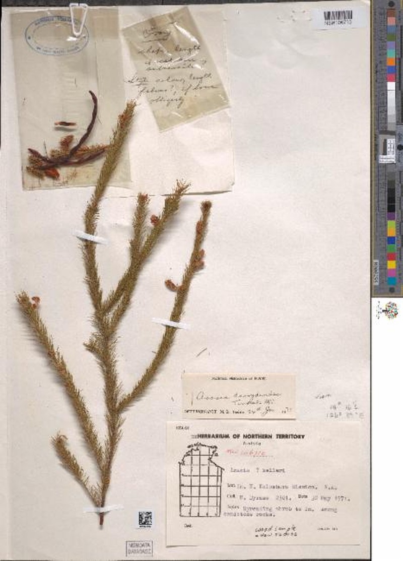 Acacia dacrydioides photo 2