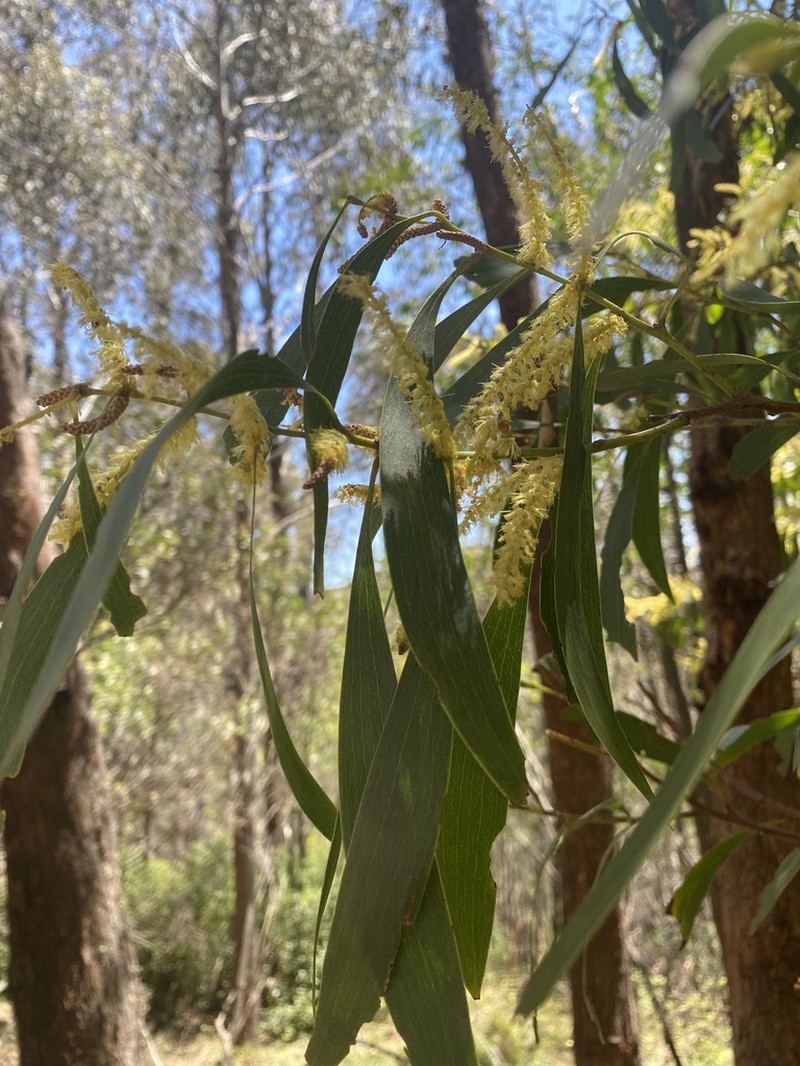 Acacia dallachiana photo 2