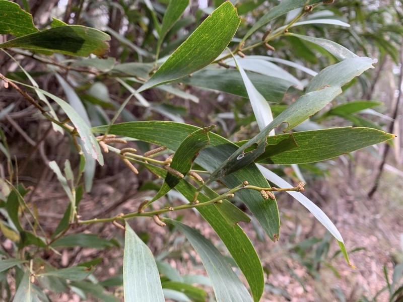 Acacia dallachiana photo 3