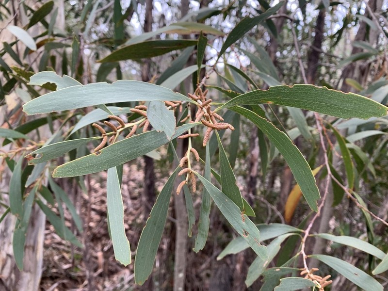 Acacia dallachiana photo 4