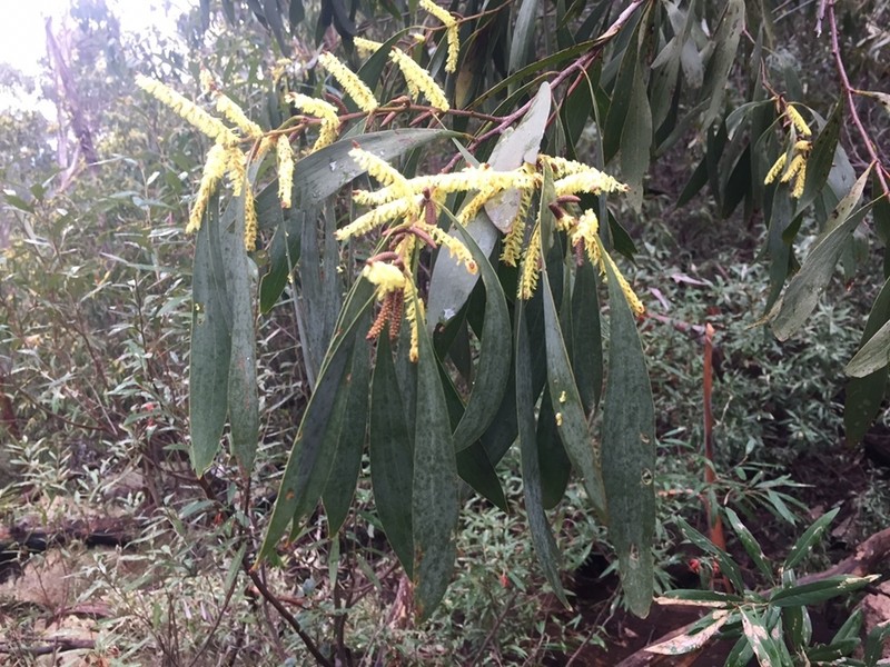Acacia dallachiana photo 5