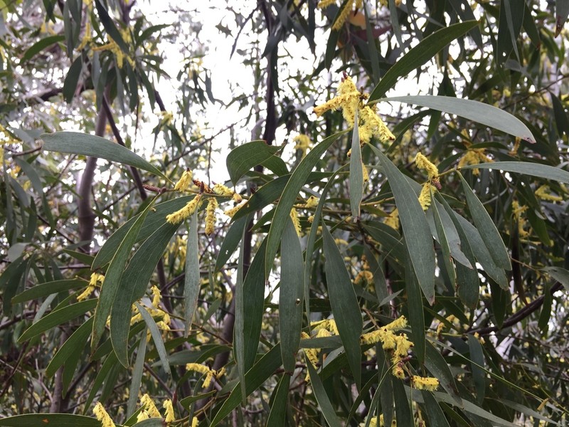 Acacia dallachiana photo 6