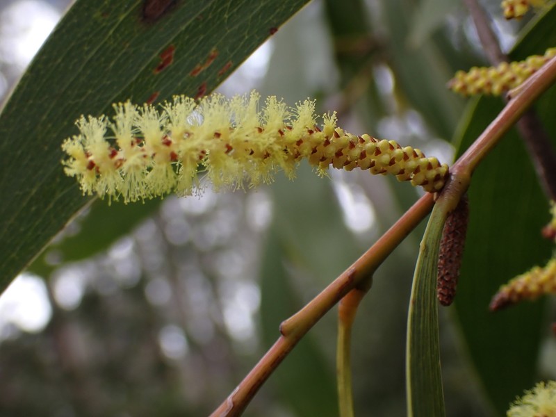 Acacia dallachiana photo 7